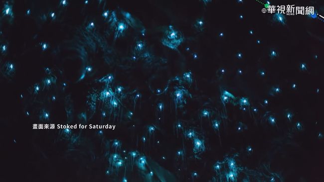 紐西蘭特有物種 魔幻藍光蟲閃耀 | 華視新聞