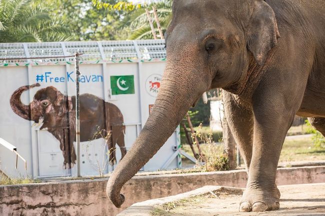 全球最孤獨大象抵柬埔寨 8年來首次伸鼻觸同類 | 華視新聞