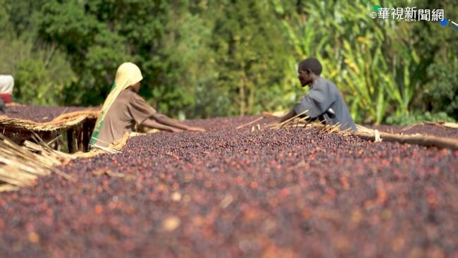 年產35萬噸 衣索比亞3成咖啡出口 | 華視新聞
