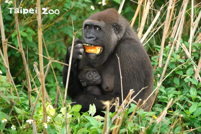 金剛猩猩寶寶命名確定！Jabali「呷百二」奪冠 | 華視新聞