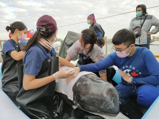 58天逾2000人次照護 擱淺海豚順利海放 | 華視新聞