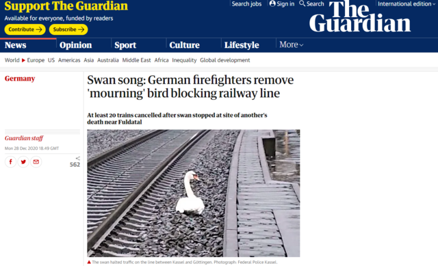 天鵝哀悼伴侶不願離開鐵路。(翻攝《衛報》)