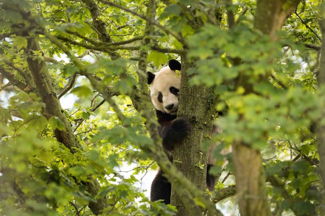 養大貓熊年燒3800萬 英動物園打算約滿「返中」 | 華視新聞