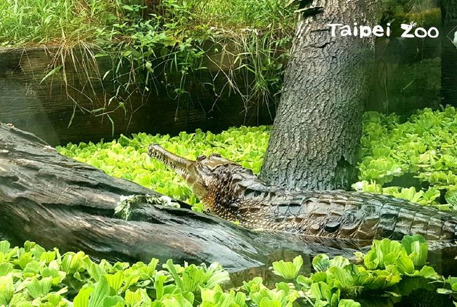 動物園鱷魚「整天不動」遭遊客丟異物測生命跡象 | 華視新聞