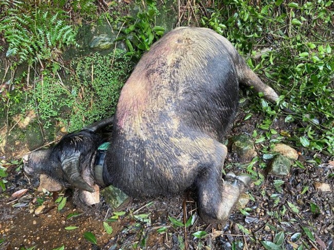 過失致擎天崗牛群死亡 陽管處遭開罰7.5萬 | 華視新聞