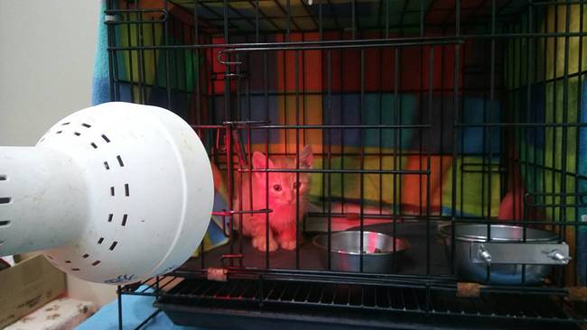 北市動物之家啟動禦寒機制 電暖器讓浪浪保暖 | 華視新聞