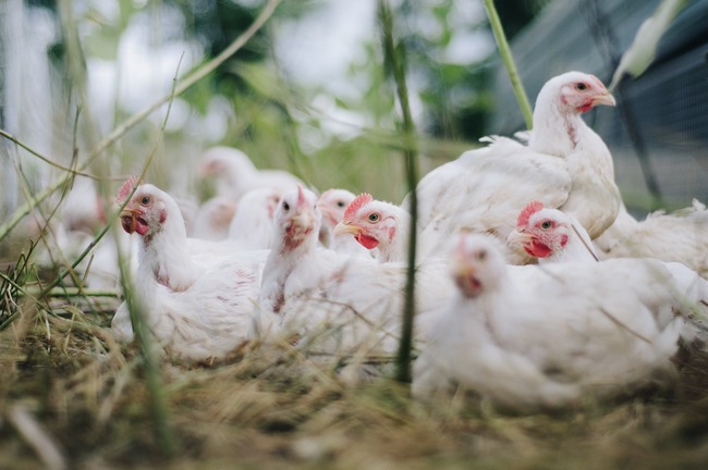立陶宛爆發高病原性禽流感 禽鳥.種蛋即起禁止輸台 | 華視新聞