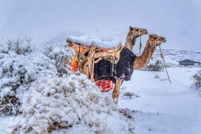 罕見！中東、撒哈拉沙漠極凍 「雪中駱駝」模樣曝 | 華視新聞