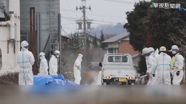日本禽流感蔓延 撲殺逾百萬隻雞! | 華視新聞