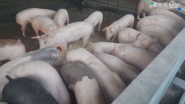 快訊》香港再爆非洲豬瘟疫情 近千頭豬隻遭銷毀 | 華視新聞