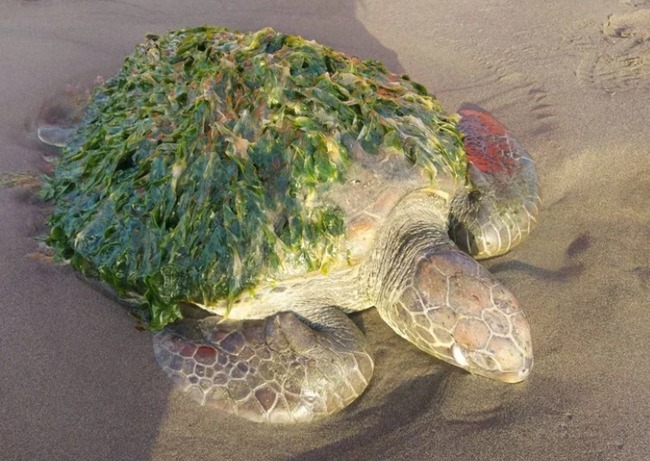 台南綠蠵龜殼布滿海草 狀況虛弱救援成功 | 華視新聞