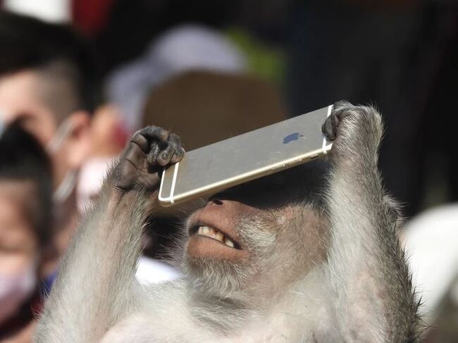 滑手機？ 竹市動物園馬來猴撿iPhone當「低頭族」 | 華視新聞