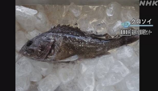 魚類放射性物質超標5倍 福島漁會禁售相關商品 | 華視新聞