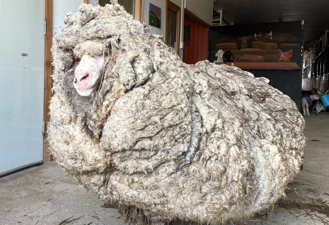 綿羊落跑5年長這樣！ 身上羊毛重達35公斤 | 華視新聞