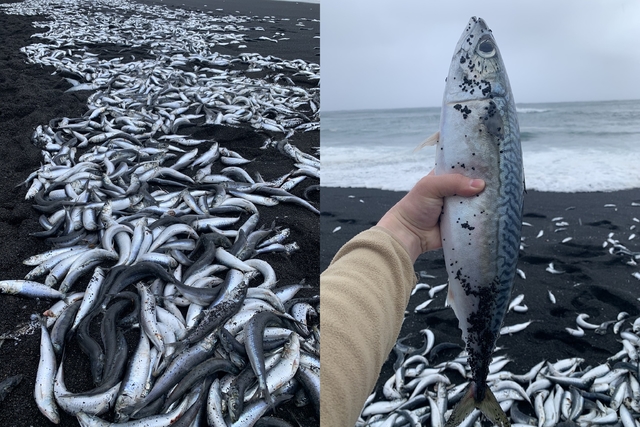 大地震前兆？日本小島驚見魚群集體死亡 | 