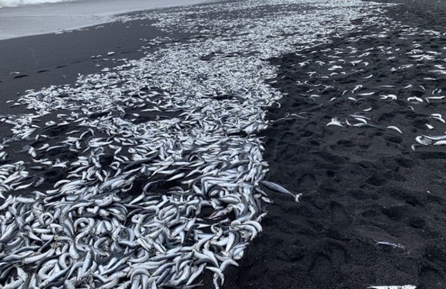 大地震前兆？日本小島驚見魚群集體死亡 | 華視新聞