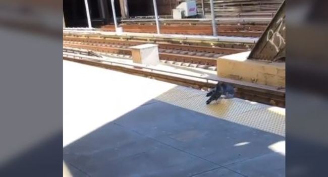 【影】驚悚！鴿子合力圍堵同伴 無情推落火車鐵軌 | 華視新聞