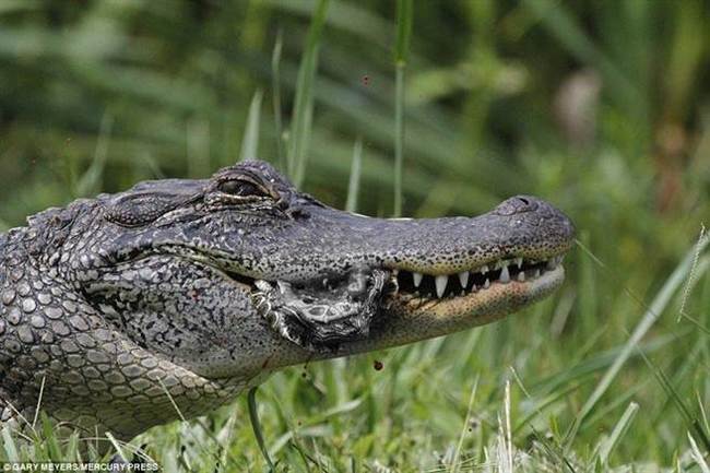 南非鱷魚闖破圍欄集體逃出 數百隻尚未尋回 | 華視新聞