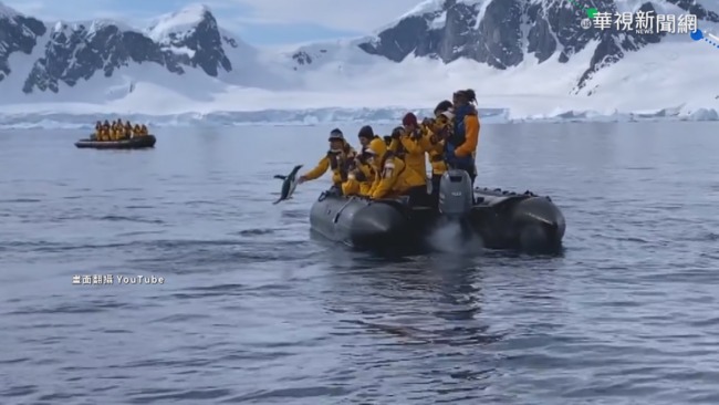波蘭部落客訪南極 目睹虎鯨追擊企鵝 | 華視新聞