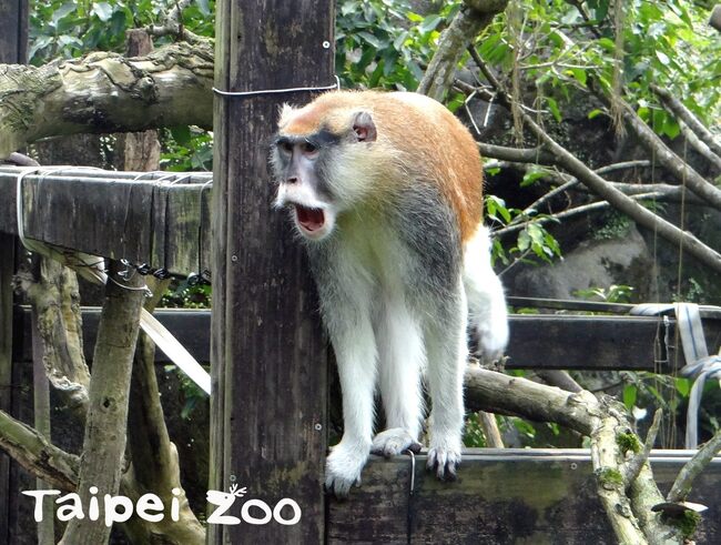 北市動物園又出包 「紅猴」趁保育員門沒關落跑了 | 華視新聞