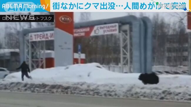 俄羅斯寵物幼熊突抓狂 追趕飼主 | 華視新聞