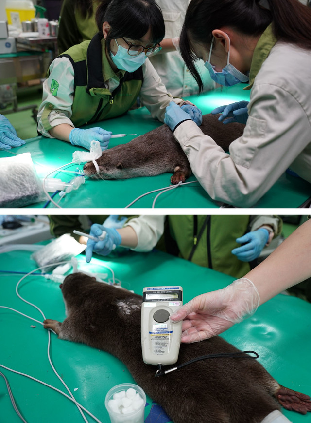 近期動物園獸醫師為「莎夏」進行首次全身健康檢查，同時施打晶片與疫苗。(動物園提供)