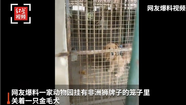 中國四川動物園標非洲獅卻放黃金獵犬...園方出面解釋 | 華視新聞