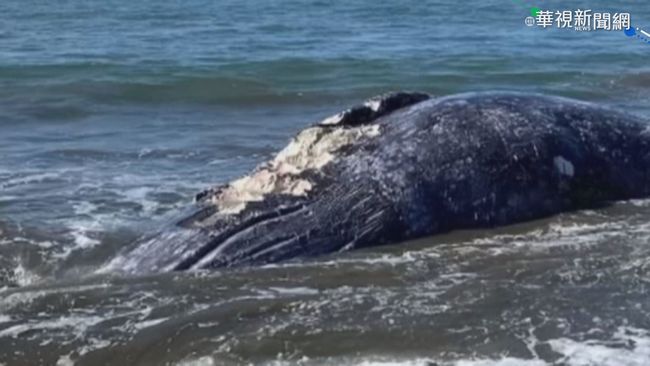 9天內4頭! 死鯨被沖上舊金山海灘 | 華視新聞