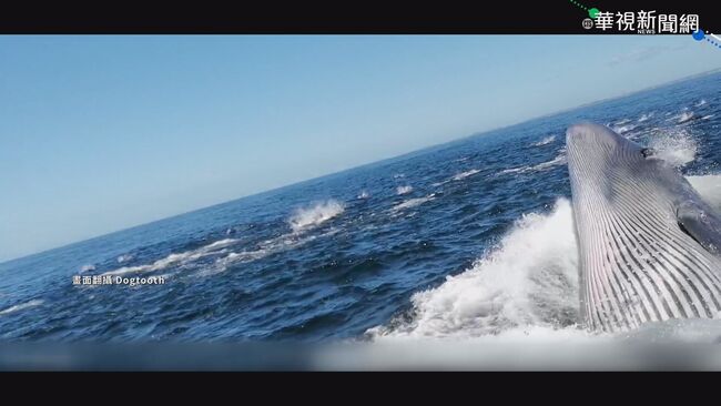 鯨魚撞旅遊船 男子落水險成｢飼料｣ | 華視新聞