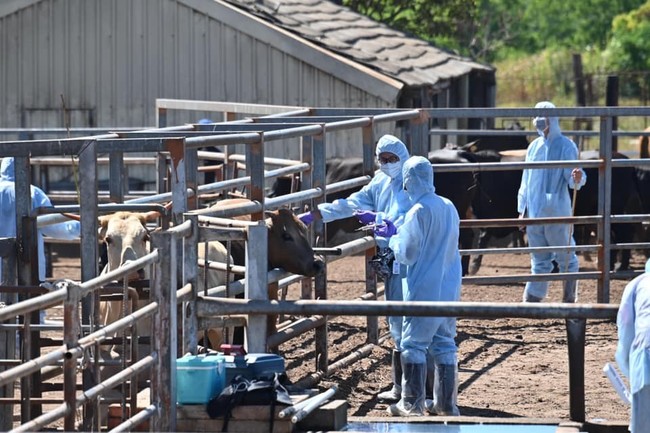 快訊》新北林口爆牛結節疹 撲殺8牛隻、全市養牛場清查 | 華視新聞