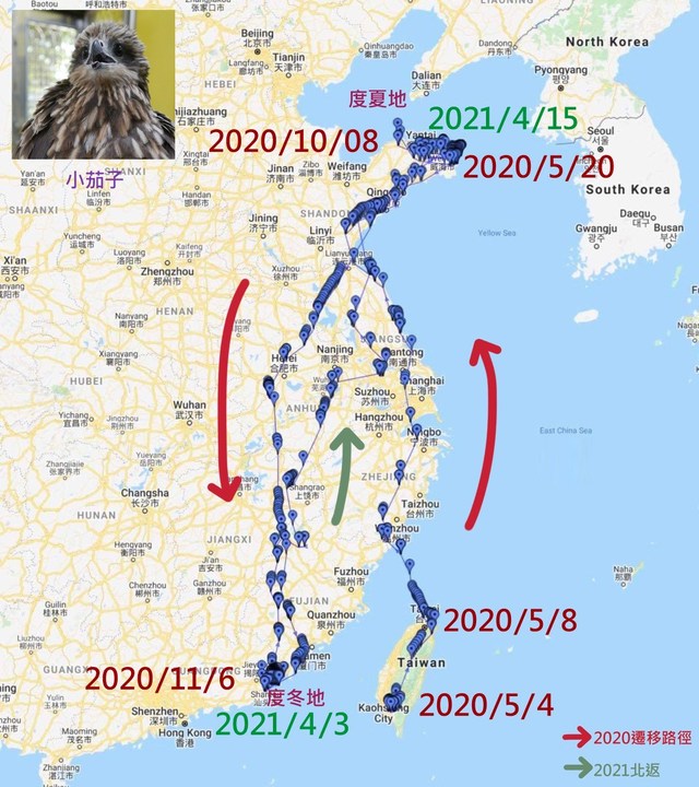 黑鳶候鳥「小茄子」北返 13天飛1800公里 | 小茄子這一年的飛行路徑。翻攝自臉書專頁「屏科大鳥類生態研究室」