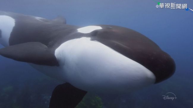 世界地球日 導演卡麥隆拍鯨魚紀錄片 | 華視新聞