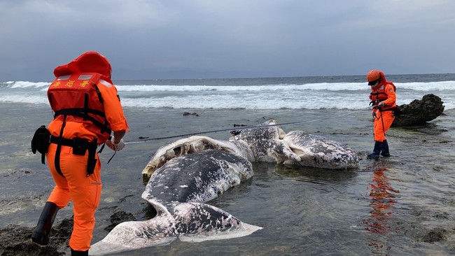 綠島、台東連續發現2死亡鯨魚 保育人員取回研究 | 華視新聞