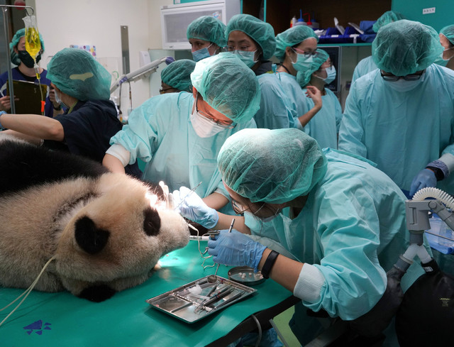 （4月19日醫療團隊展開麻醉作業，為「圓仔」治療斷牙與健康檢查。／台北市立動物園提供。）