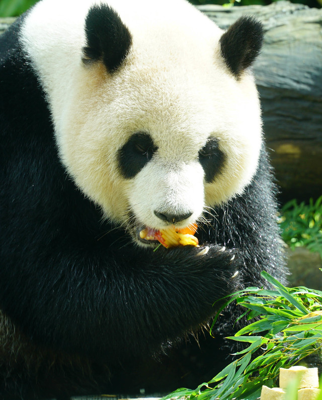 （圓仔：大家都要好好保護牙齒，才能快樂地享用美食。／台北市立動物園提供。）