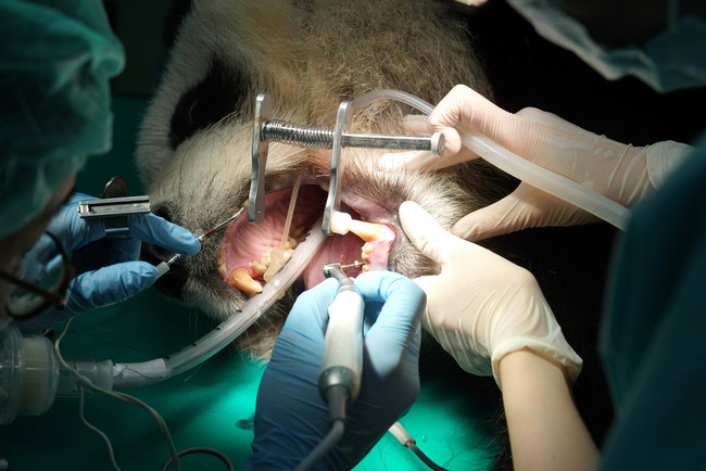 「圓仔」牙齒斷了！大貓熊全身麻醉接受治療 | 華視新聞
