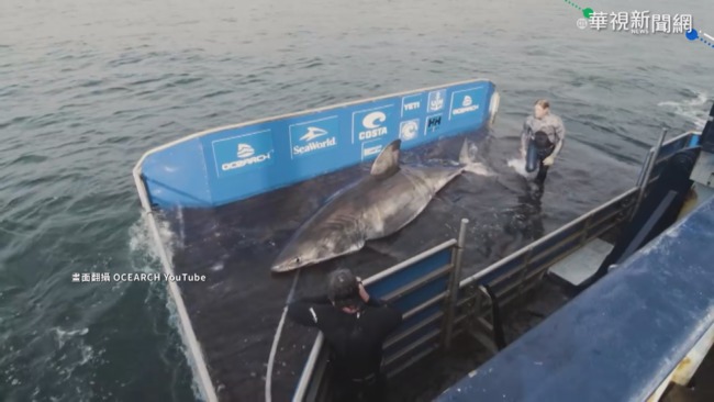 罕見! 50歲大白鯊 跨越海洋中央山脈 | 華視新聞