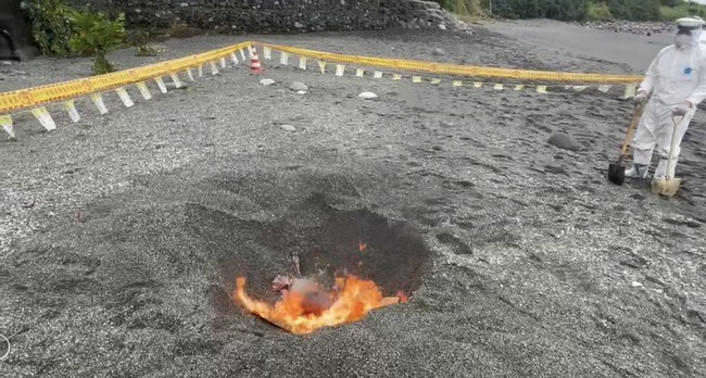 長濱岸際發現不明動物屍確認為初生小牛 海巡就地焚燒 | 華視新聞