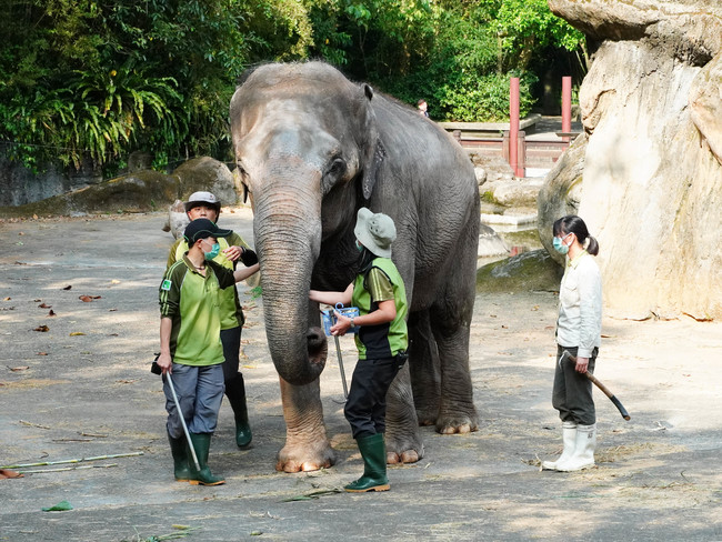 亞洲象「友愷」食慾不振躺地 動物園日夜緊盯 | 華視新聞