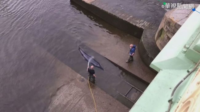 倫敦泰晤士河 搶救擱淺鯨魚大作戰! | 華視新聞