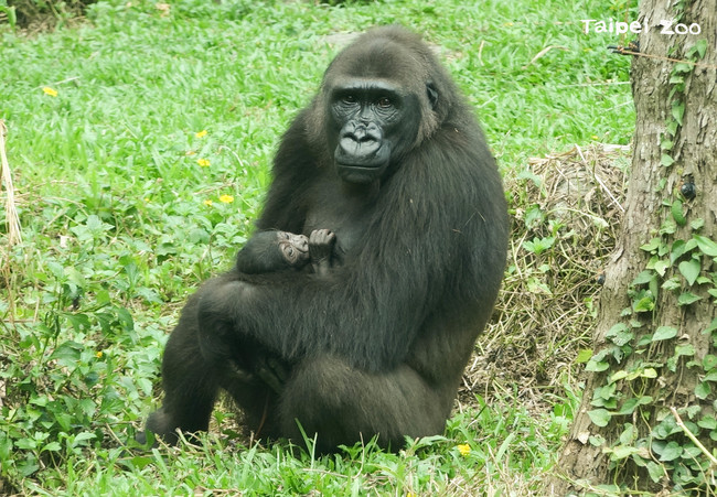 疫情間振奮消息！北市動物園金剛猩猩家族迎新成員  | 華視新聞