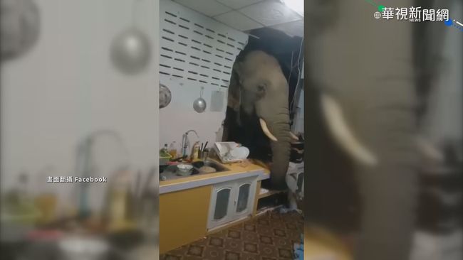 深夜巨響! 大象"撞破廚房牆"伸頭覓食 | 華視新聞