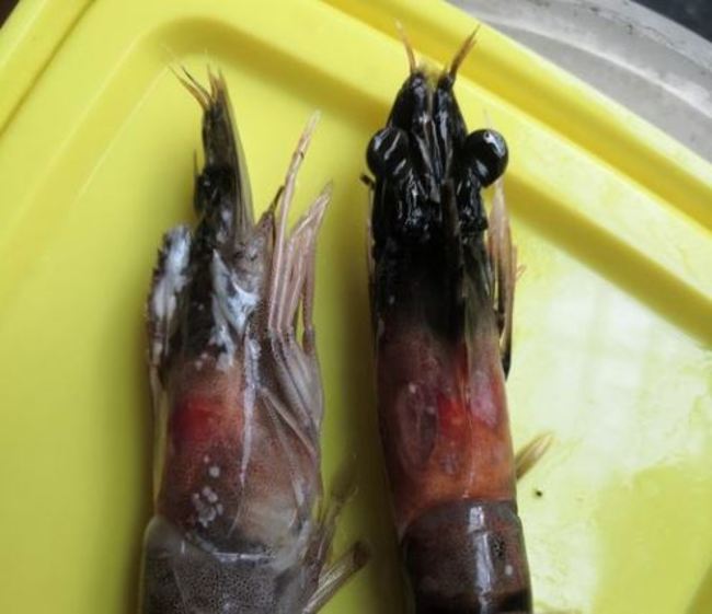 蝦子退冰後「發黑」還能吃嗎？農委會：自然現象 | 華視新聞