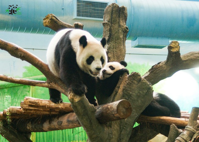 貓熊「圓仔」迎8歲生日 北市動物園開線上直播派對 | 華視新聞