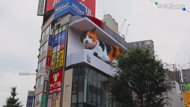 日本新宿有巨貓?! 裸視3D廣告超吸睛 | 華視新聞