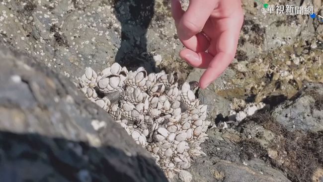 加拿大"熱浪高溫" 大量貝類被烤熟... | 華視新聞