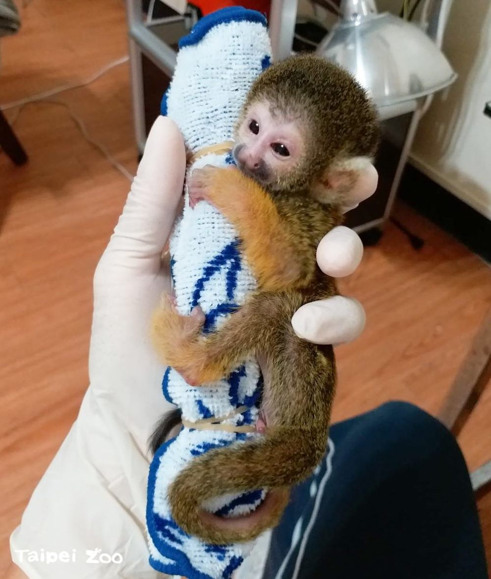 北市動物園新成員！「黑冠松鼠猴寶寶」可愛模樣擄獲人心 | 保育員用毛巾、襪子給松鼠猴寶寶做抱枕  (台北市立動物園提供)
