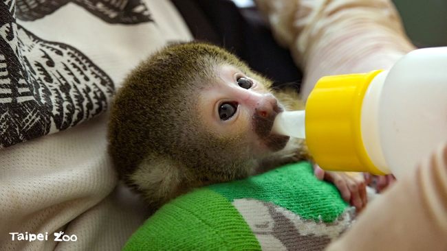 北市動物園新成員！「黑冠松鼠猴寶寶」可愛模樣擄獲人心 | 華視新聞