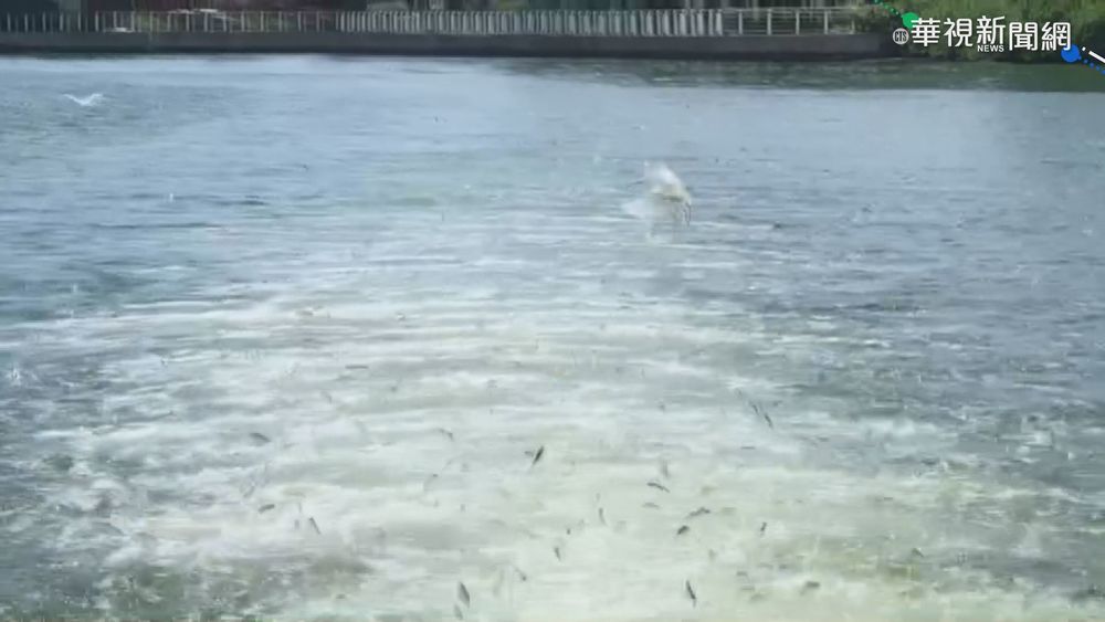 超壯觀! 安平運河魚群大爆發跳出覓食 | 