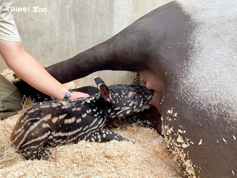 馬來貘寶寶順利喝到初乳了。（動物園提供）